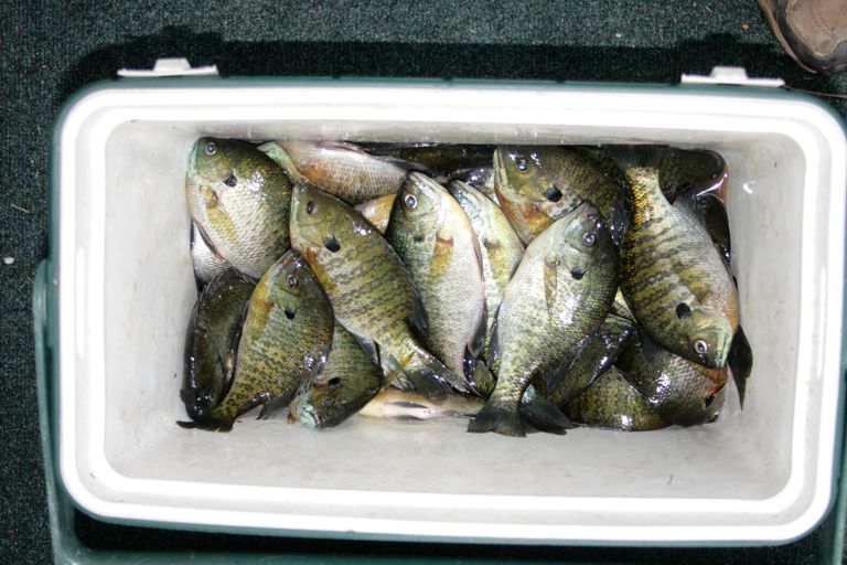 cooler of bluegills