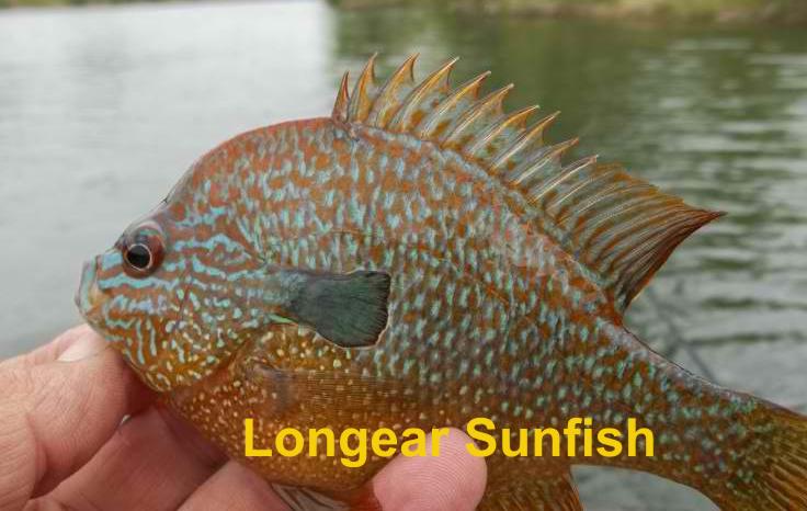 Longear Sunfish