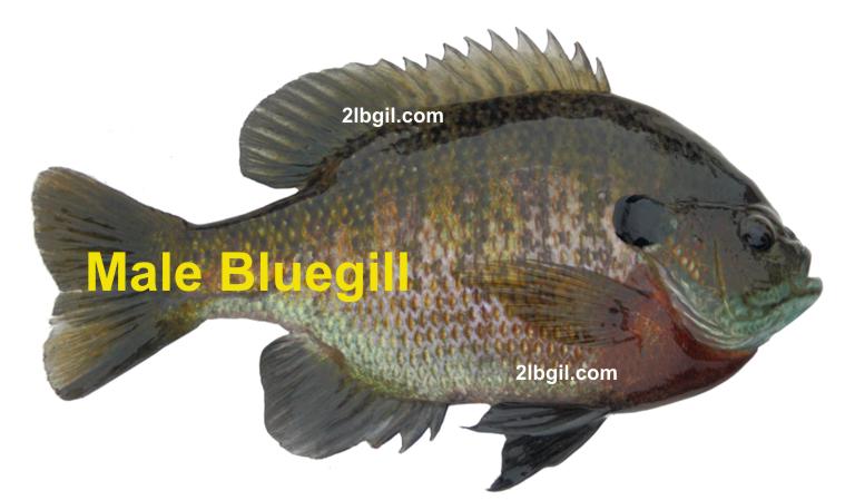 Male Bluegill