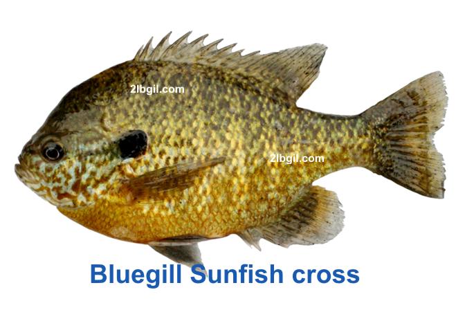 Bluegill Sunfish Cross