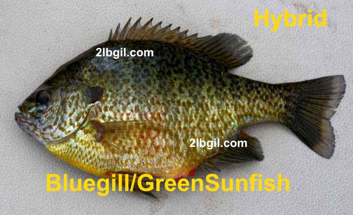 Bluegill Green
        Sunfish Cross