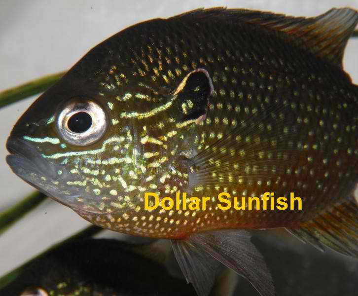 Dollar Sunfish