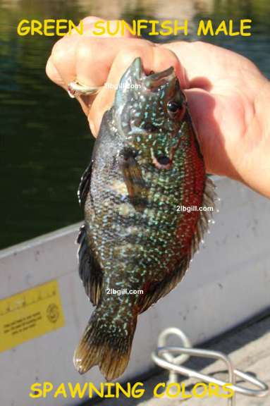 Male Green Sunfish