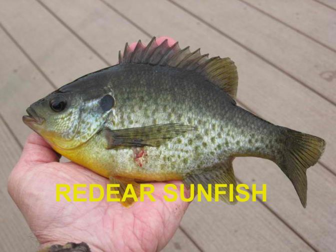 Sunfish Species Chart