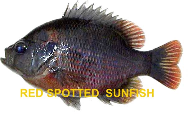 Red Spotted Sunfish
